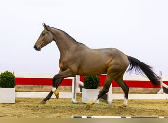 KWPN, Caballo castrado, 4 años, 169 cm, Castaño