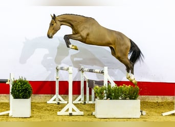 KWPN, Caballo castrado, 4 años, 169 cm, Castaño