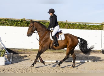 KWPN, Caballo castrado, 4 años, 169 cm, Castaño