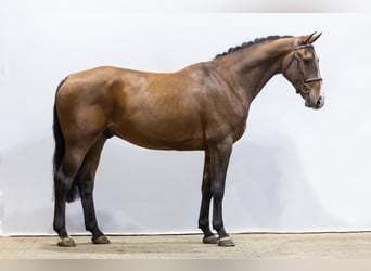 KWPN, Caballo castrado, 4 años, 169 cm, Castaño