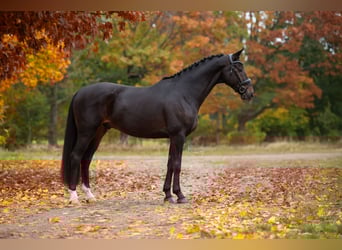 KWPN, Caballo castrado, 4 años, 169 cm, Castaño oscuro KWPN, Caballo castrado, 4 años, 169 cm, Castaño oscuro