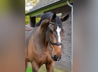 KWPN, Caballo castrado, 4 años, 169 cm, Castaño oscuro