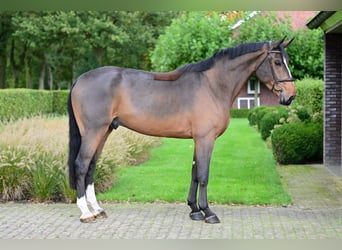 KWPN, Caballo castrado, 4 años, 169 cm, Castaño oscuro