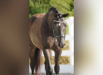 KWPN, Caballo castrado, 4 años, 169 cm, Negro