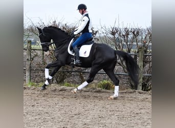 KWPN, Caballo castrado, 4 años, 169 cm, Negro