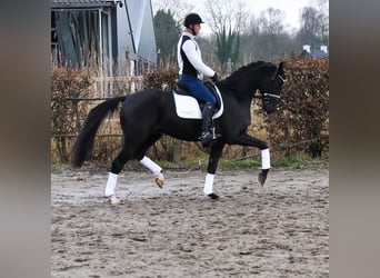 KWPN, Caballo castrado, 4 años, 169 cm, Negro