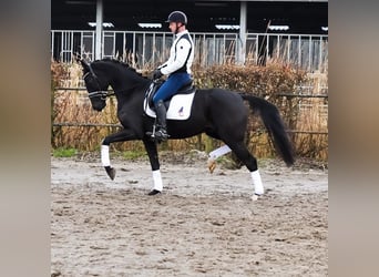 KWPN, Caballo castrado, 4 años, 169 cm, Negro