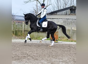 KWPN, Caballo castrado, 4 años, 169 cm, Negro