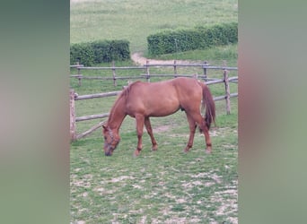 KWPN, Caballo castrado, 4 años, 170 cm, Alazán