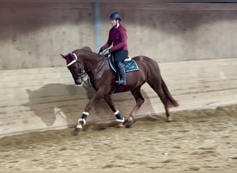 KWPN, Caballo castrado, 4 años, 170 cm, Alazán