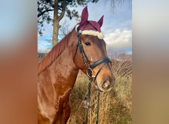 KWPN, Caballo castrado, 4 años, 170 cm, Alazán