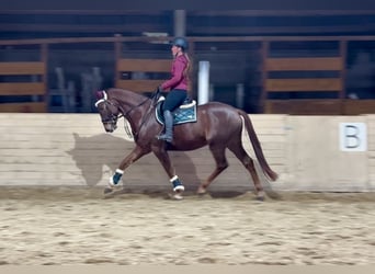 KWPN, Caballo castrado, 4 años, 170 cm, Alazán