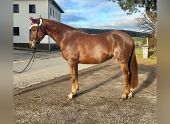 KWPN, Caballo castrado, 4 años, 170 cm, Alazán