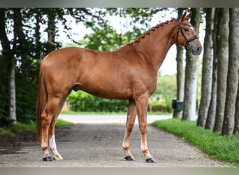 KWPN, Caballo castrado, 4 años, 170 cm, Alazán