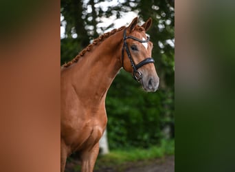 KWPN, Caballo castrado, 4 años, 170 cm, Alazán