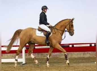 KWPN, Caballo castrado, 4 años, 170 cm, Alazán