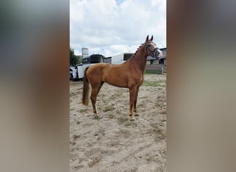KWPN, Caballo castrado, 4 años, 170 cm, Alazán