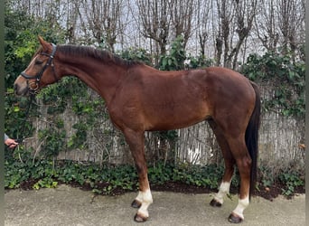 KWPN, Caballo castrado, 4 años, 170 cm, Alazán-tostado