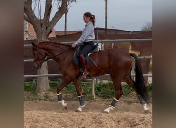 KWPN, Caballo castrado, 4 años, 170 cm, Alazán-tostado