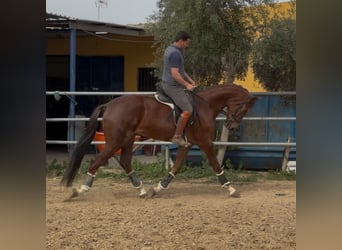 KWPN, Caballo castrado, 4 años, 170 cm, Alazán-tostado