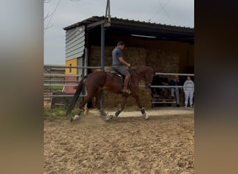 KWPN, Caballo castrado, 4 años, 170 cm, Alazán-tostado