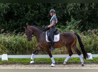 KWPN, Caballo castrado, 4 años, 170 cm, Castaño