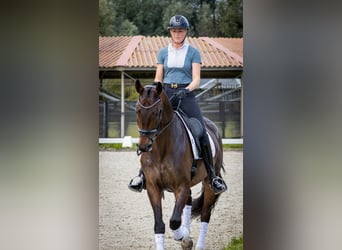 KWPN, Caballo castrado, 4 años, 170 cm, Castaño