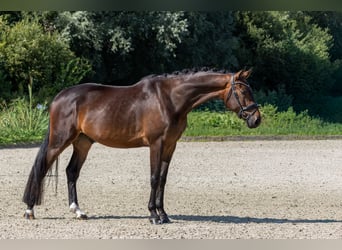KWPN, Caballo castrado, 4 años, 170 cm, Castaño