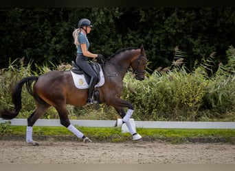 KWPN, Caballo castrado, 4 años, 170 cm, Castaño
