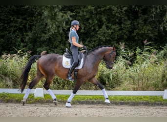 KWPN, Caballo castrado, 4 años, 170 cm, Castaño