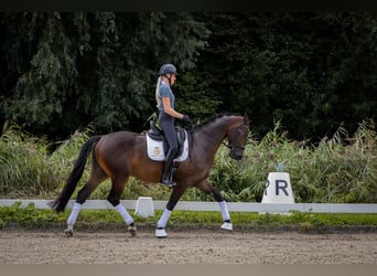 KWPN, Caballo castrado, 4 años, 170 cm, Castaño
