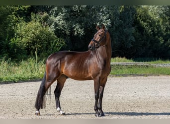 KWPN, Caballo castrado, 4 años, 170 cm, Castaño