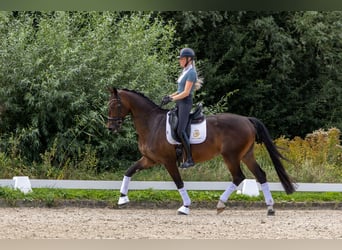 KWPN, Caballo castrado, 4 años, 170 cm, Castaño