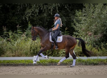 KWPN, Caballo castrado, 4 años, 170 cm, Castaño
