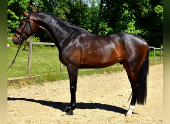 KWPN, Caballo castrado, 4 años, 170 cm, Castaño