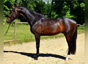 KWPN, Caballo castrado, 4 años, 170 cm, Castaño