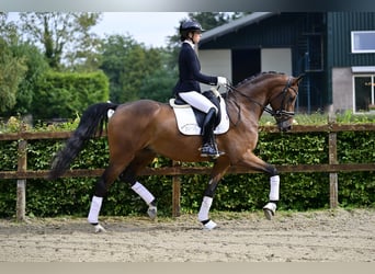 KWPN, Caballo castrado, 4 años, 170 cm, Castaño