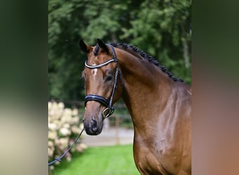 KWPN, Caballo castrado, 4 años, 170 cm, Castaño