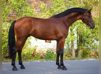 KWPN, Caballo castrado, 4 años, 170 cm, Castaño