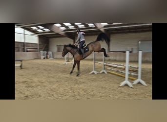 KWPN, Caballo castrado, 4 años, 170 cm, Castaño