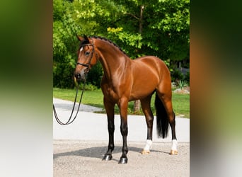 KWPN, Caballo castrado, 4 años, 170 cm, Castaño