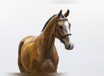 KWPN, Caballo castrado, 4 años, 170 cm, Castaño
