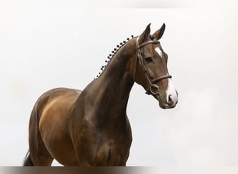 KWPN, Caballo castrado, 4 años, 170 cm, Castaño