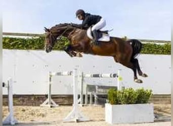 KWPN, Caballo castrado, 4 años, 170 cm, Castaño