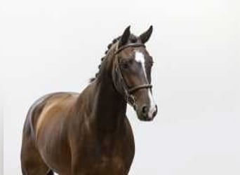 KWPN, Caballo castrado, 4 años, 170 cm, Castaño