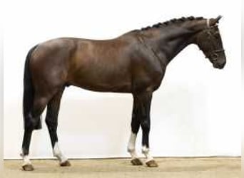 KWPN, Caballo castrado, 4 años, 170 cm, Castaño