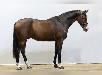 KWPN, Caballo castrado, 4 años, 170 cm, Castaño