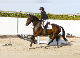 KWPN, Caballo castrado, 4 años, 170 cm, Castaño