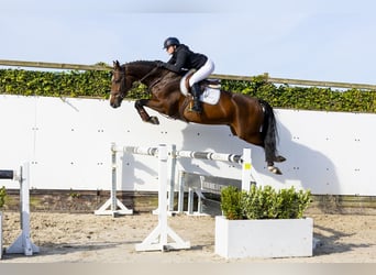 KWPN, Caballo castrado, 4 años, 170 cm, Castaño