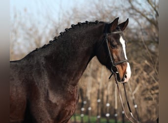 KWPN, Caballo castrado, 4 años, 170 cm, Castaño oscuro